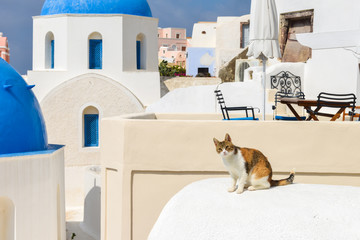 A cute cat resting on Santorini house roof