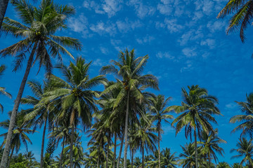 Fototapeta na wymiar coconut palm tree on sky background