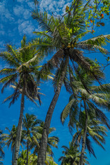 Fototapeta na wymiar Coconut trees against the blue sky