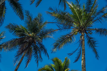 Obraz na płótnie Canvas Coconut Trees Looking Up on Sunny Day with Blue Sky