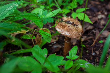 wet brown mushroom in the forest after rain