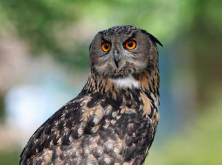 Portrait of an Eagle Owl