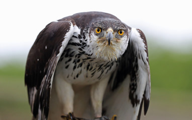 Close up of a African Hawk Eagle