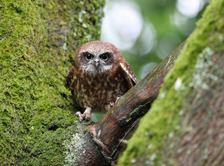 Portrait of a Boobook Owl
