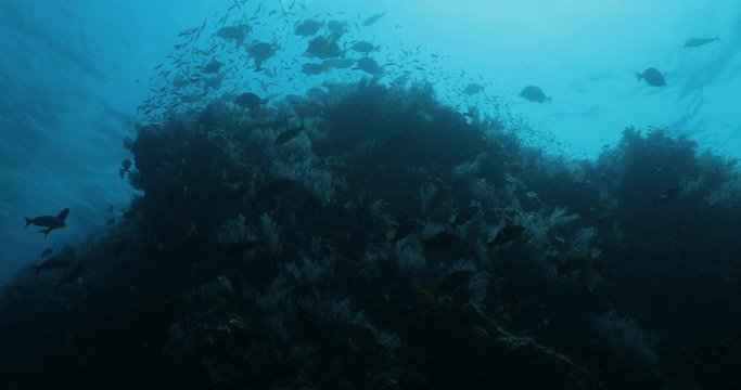 School of Cortez rainbow wrasse and Yellowtail surgeonfish on the reefs of the sea of cortez, Mexico.