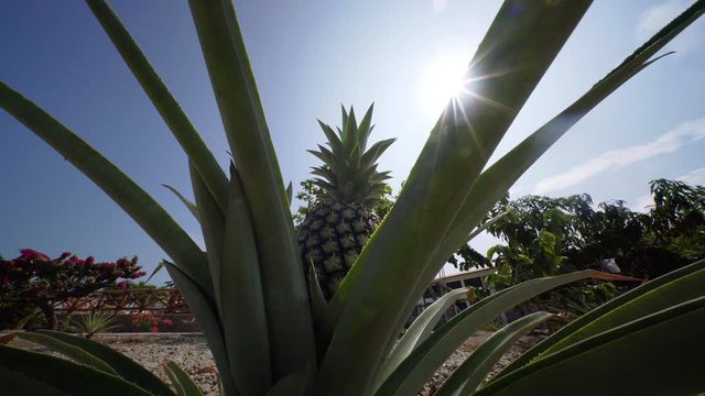 Pineapple fruit on a plant. 4K Video Footage