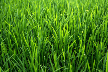 Fototapeta na wymiar Rice on field. Green leaves.