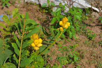 yellow flowers