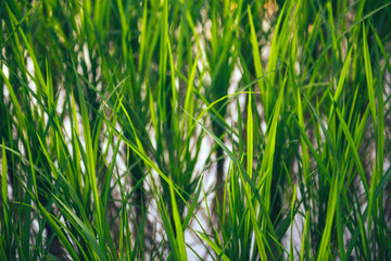 Rice on field. Green leaves background