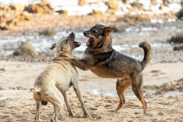 Wild dogs playing and fighting