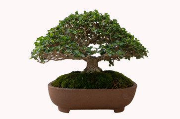 close up bonsai in pot on white background