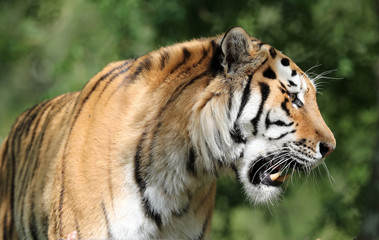 Fototapeta na wymiar Portrait of an Amur Tiger