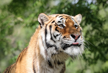 Fototapeta premium Portrait of an Amur Tiger