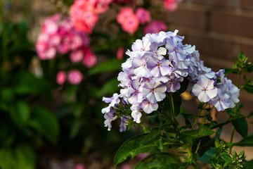 Background image - pink garden flowers bud on a brick fence background