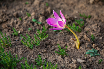 Lonely growing flower - Colchicum in the shape of a bell bright pink