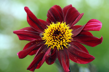 Hybride einer Garten-Dahlie (Dahlia x hortensis)