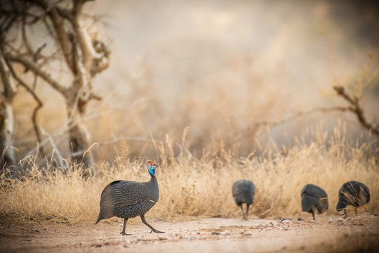 Helmeted Guineafowl in south africa