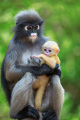 Obraz premium Mother and child, Dusky Leaf-monkey in the wild