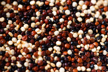 Set of quinoa Red, white and brown quinoa.