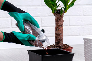 Yucca transplant at home. Care for home plants. Close-up of expanded clay, spray gun, soil pot and yucca in the pot. The girl replants a houseplant.