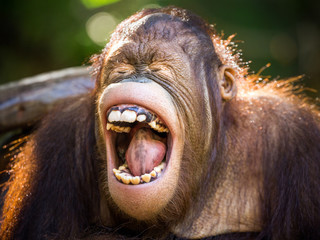 Orangutan force mouth open with happiness.