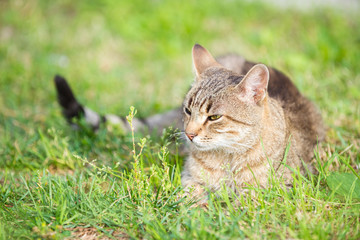 Beautiful gray cat turtle color lies on the grass, a portrait of a curious striped cat on a walk.