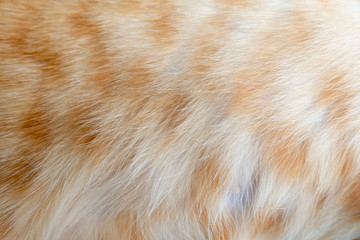 Close-up   cat fur detail for  background