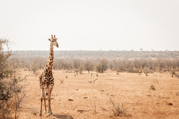 giraffe alone in south africa