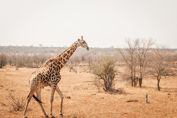 Obraz premium giraffe alone in south africa