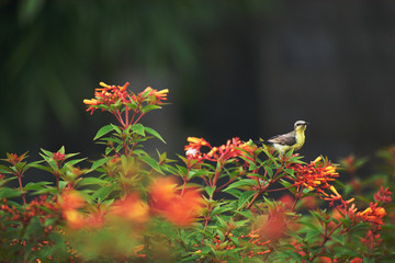 sunbird sitting on the flowers in a garden