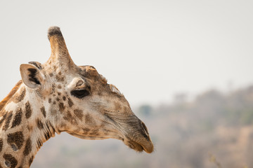 portrait of giraffe in south africa