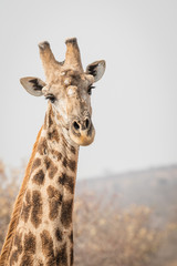 Obraz premium portrait of giraffe in south africa