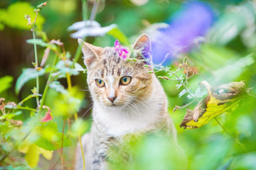 Portrait of a cute beautiful kitten in the green grass.