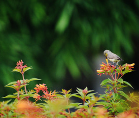purple sun bird sucking nectar in the garden