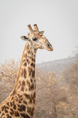 portrait of giraffe in south africa