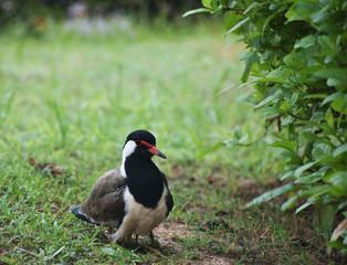 bird