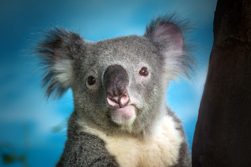 The face of a young koala.