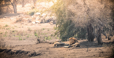 Lions lying in the sun in south africa