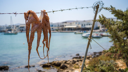 Krake - Oktopus - Fischerei