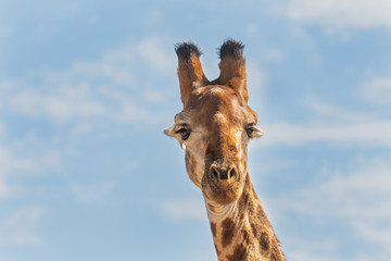 Obraz premium portrait of giraffe