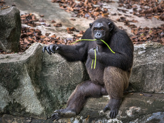 Fototapeta na wymiar Chimpanzees resting in a natural atmosphere