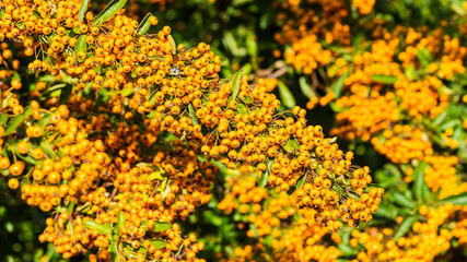 Pyracantha Bounty