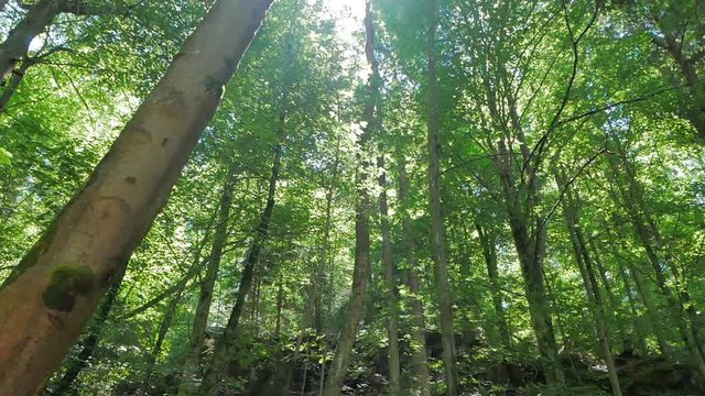 Bosque alpino con altos &aacute;rboles con la luz del sol atravesando sus hojas