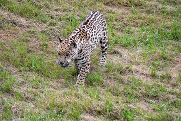 Nice portrait of a jaguar walking