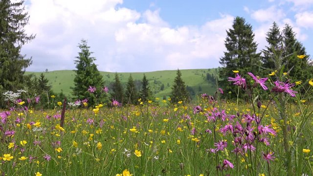 Picturesque sunny landscape of green meadow with beautiful wildflowers. Highlands lush vegetation. Colorful plants on summer grassland. Forest and wooded hills of Carpathian mountains on background