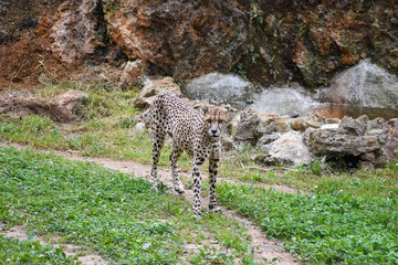 Cheetah walking through his domains © Iskan