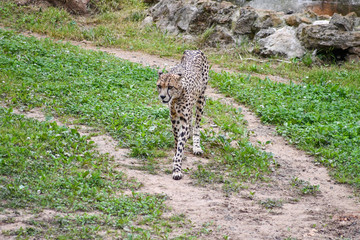 Cheetah walking through his domains © Iskan