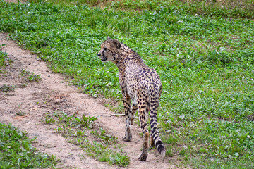 Cheetah walking through his domains © Iskan