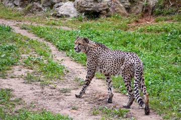 Cheetah walking through his domains