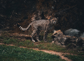 Fototapeta na wymiar Cheetah walking through his domains
